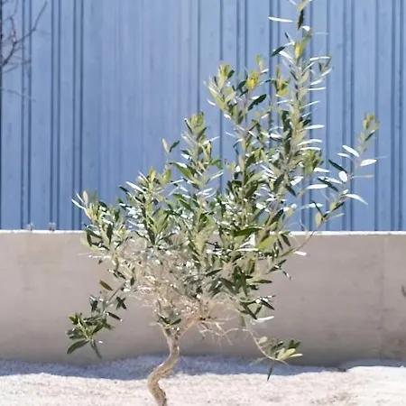 Camp Buqez 45 - Artica *