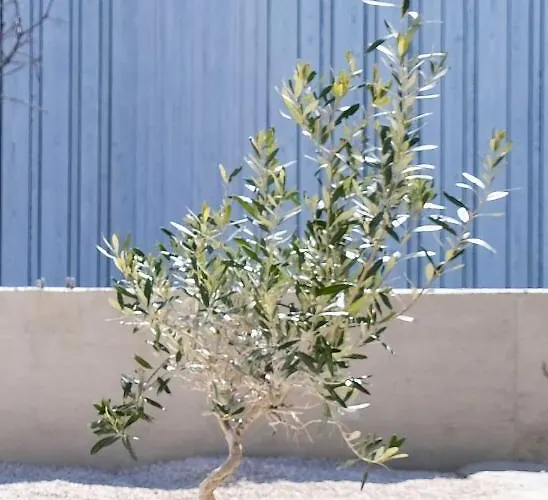 Camp Buqez 45 - Artica *